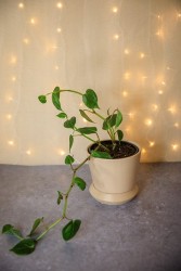 Peperomia nitida 'Scandens'