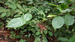 Hoya Coriacea