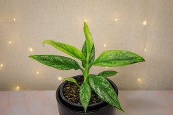 Aglaonema "Jade"