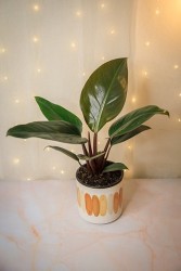 Philodendron "Rojo Congo"