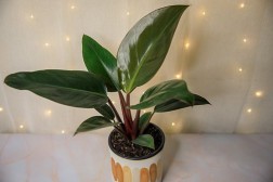 Philodendron "Rojo Congo"