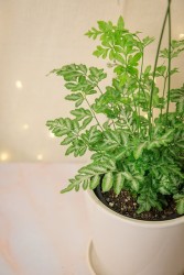 Pteris ensiformis 'Silver Lace Fern'