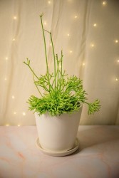 Rhipsalis cereuscula "Coral Cactus"