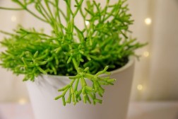 Rhipsalis cereuscula "Coral Cactus"