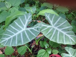 Alocasia cadieri