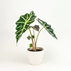 Alocasia Polly