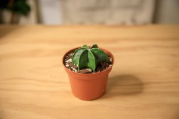 Bishop’s Cap Cactus "Astrophytum myriostigma"