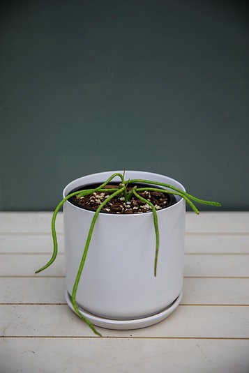 Rhipsalis baccifera "Spaghetti Cactus"