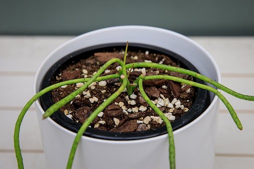 Rhipsalis baccifera "Spaghetti Cactus"