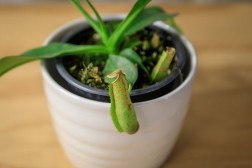 Nepenthes alata "pitcher plant"