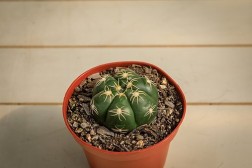 Spider Cactus - Gymnocalycium Denudatum