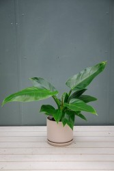 Philodendron Green Princess