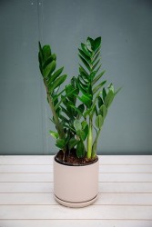 ZZ - Zamioculcas Zamiifolia