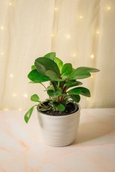 Peperomia Obtusifolia "Red Edge"