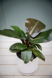 Philodendron Black Cardinal