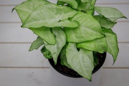 Syngonium "Snow White"