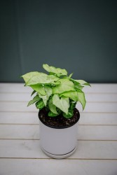 Syngonium "Snow White"