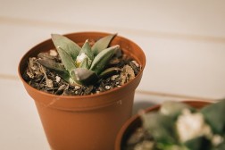 Star rock cactus (Ariocarpus retusus)