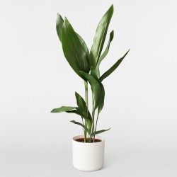 Aspidistra