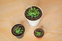 Haworthia Cooperi