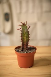 African Milk Tree (Euphorbia trigona 'rubra')