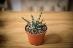 Prism Cactus (Leuchtenbergia principis)