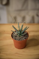 Prism Cactus (Leuchtenbergia principis)