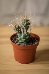 Paper Spine Cactus (Tephrocactus articulatus var. papyracanthus)