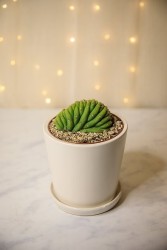 Crested San Pedro Cactus (Trichocereus pachanoi)