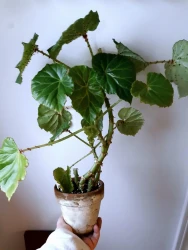 Begonia manicata