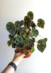 Begonia mazae