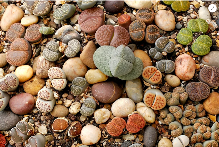 Mesembs: weird little succulents that resemble stones