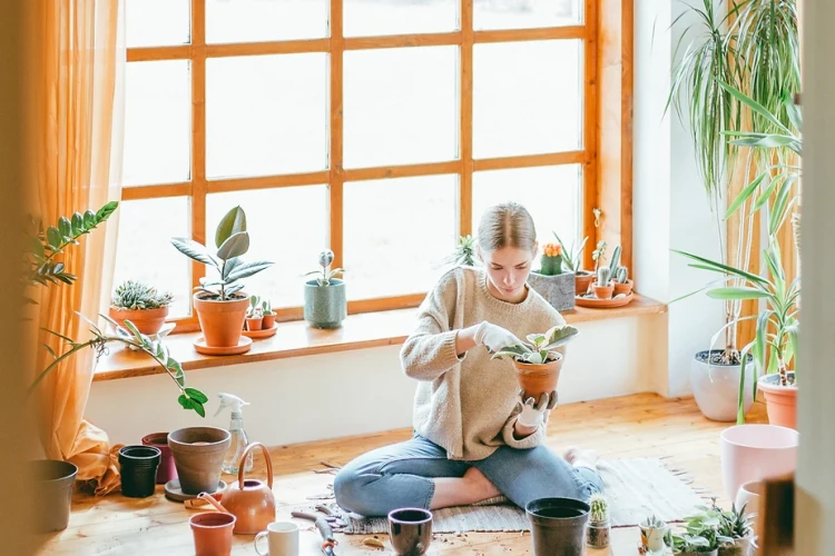 5 ways houseplants help improve our wellbeing