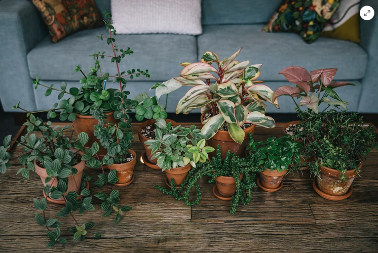 5 reasons we're currently obsessed with peperomia